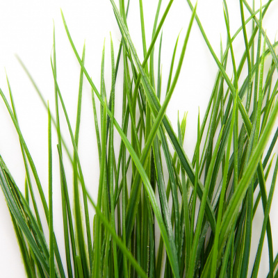 Трава искусственная -4, шт  (осока 50 см/8 см  7 листов)				 - купить в Кызыле. Цена: 130.73 руб.